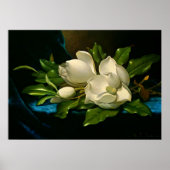Giant Magnolia auf einem blauen Samttuch Poster (Vorne)