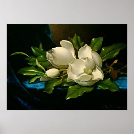 Giant Magnolia auf einem blauen Samttuch Poster (Vorne)