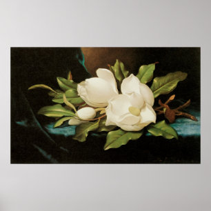 Giant Magnolias auf einem blauen Samttuch von MJ H Poster