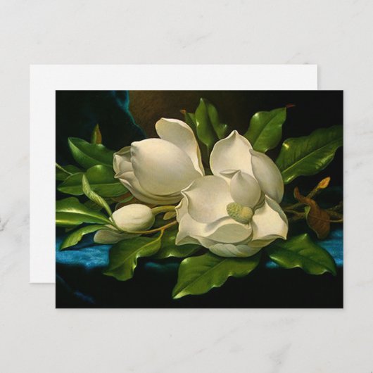 Giant Magnolias auf einer Blue Velvet Tuch Postkar Postkarte (Vorne/Hinten)