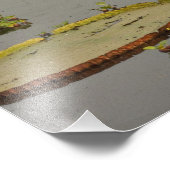 Giant oder Victoria Lilies Victoria amazonica Fotodruck (Ecke)