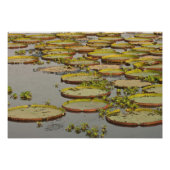 Giant oder Victoria Lilies Victoria amazonica Fotodruck (Vorne)