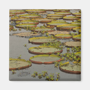 Giant oder Victoria Lilies Victoria amazonica, Magnet