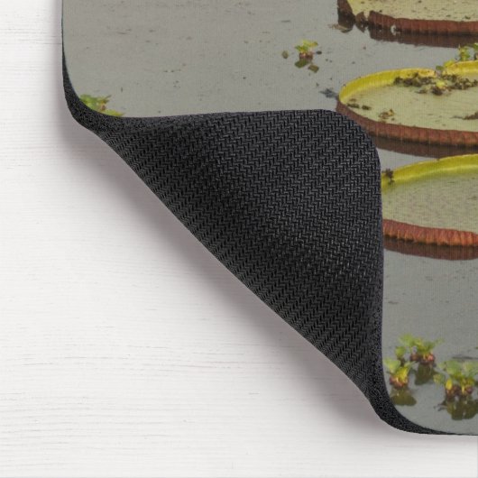 Giant oder Victoria Lilies Victoria amazonica, Mousepad (Ecke)