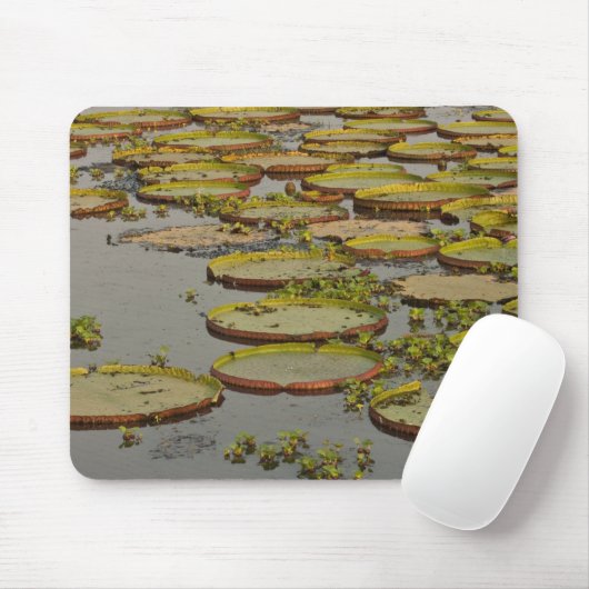 Giant oder Victoria Lilies Victoria amazonica, Mousepad (Mit Mouse)