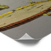 Giant oder Victoria Lilies Victoria amazonica Poster (Ecke)