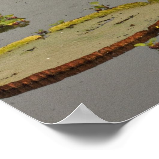 Giant oder Victoria Lilies Victoria amazonica Poster (Ecke)