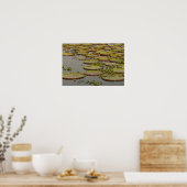 Giant oder Victoria Lilies Victoria amazonica Poster (Küche)