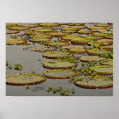 Giant oder Victoria Lilies Victoria amazonica Poster (Vorne)