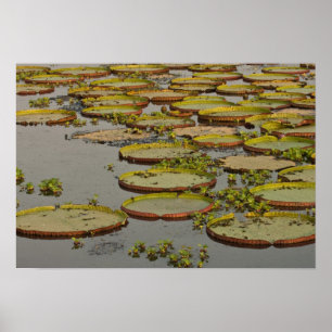 Giant oder Victoria Lilies Victoria amazonica Poster
