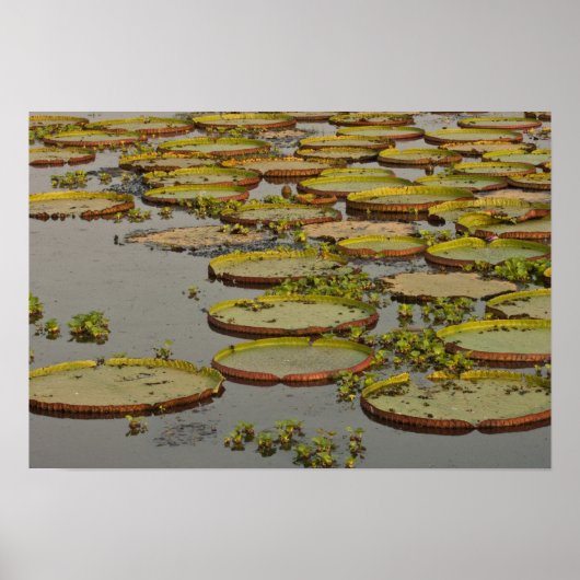 Giant oder Victoria Lilies Victoria amazonica Poster (Vorne)