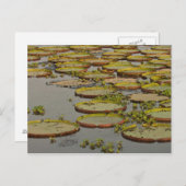 Giant oder Victoria Lilies Victoria amazonica Postkarte (Vorne/Hinten)