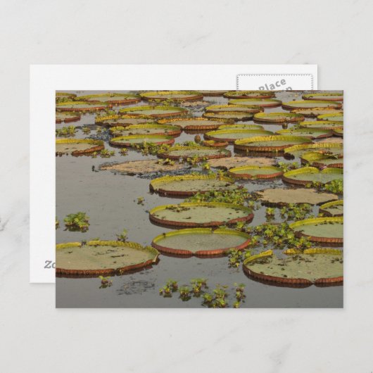 Giant oder Victoria Lilies Victoria amazonica Postkarte (Vorne/Hinten)
