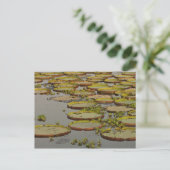 Giant oder Victoria Lilies Victoria amazonica Postkarte (Stehend Vorderseite)
