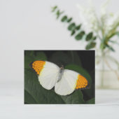 Giant Orange Tip Butterfly Postkarte (Stehend Vorderseite)
