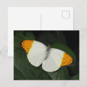 Giant Orange Tip Butterfly Postkarte (Vorne/Hinten)