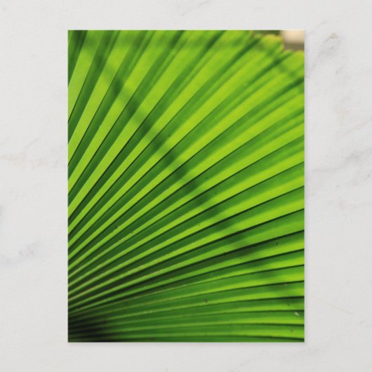 Giant Palm Leaf Pattern Postkarte (Vorderseite)