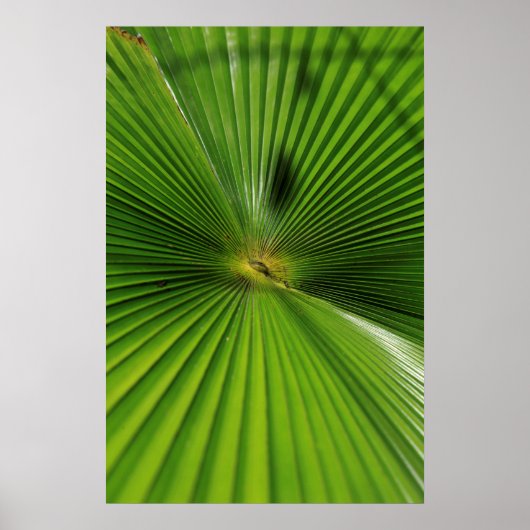 Giant Palm Leaf, Queensland Poster (Vorne)