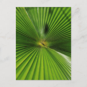 Giant Palm Leaf, Queensland Postkarte