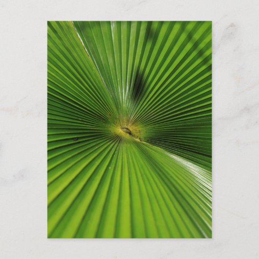 Giant Palm Leaf, Queensland Postkarte (Vorderseite)