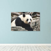 Giant Panda auf Steinen Leinwanddruck (Insitu (Holzboden))
