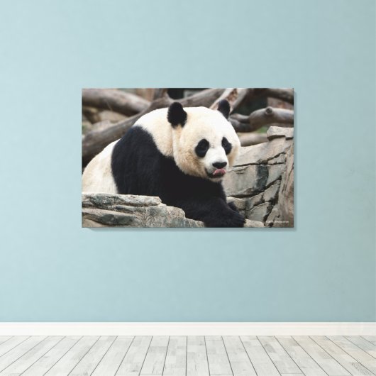 Giant Panda auf Steinen Leinwanddruck (Insitu (Holzboden))