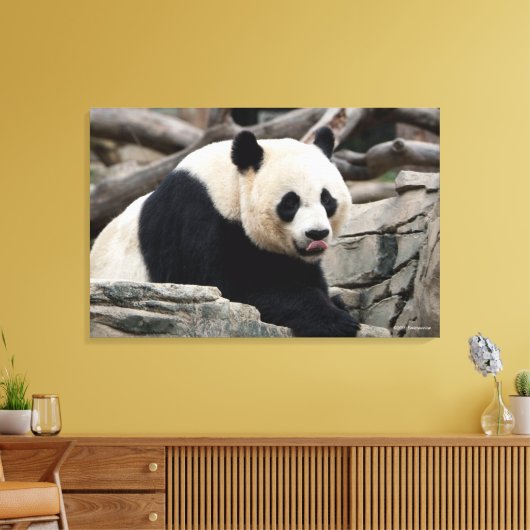 Giant Panda auf Steinen Leinwanddruck (Insitu (Wohnzimmer))