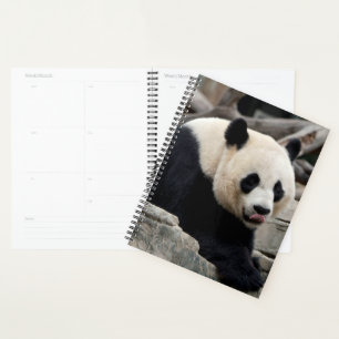 Giant Panda auf Steinen Planer