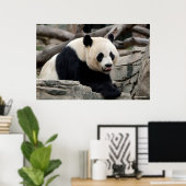 Giant Panda auf Steinen Poster (Heimbüro)