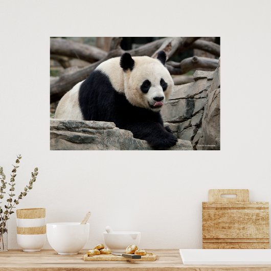 Giant Panda auf Steinen Poster (Küche)