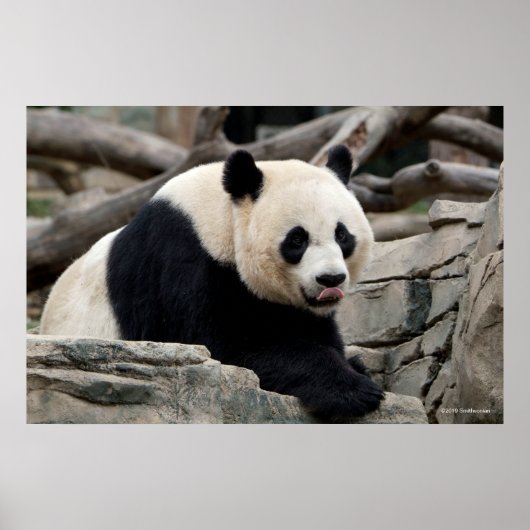 Giant Panda auf Steinen Poster (Vorne)