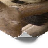 Giant Panda Bear & Baby Panda Poster (Ecke)