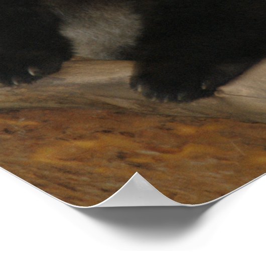 Giant Panda Bear & Baby Panda Poster (Ecke)