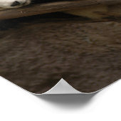 Giant Panda Bear Canvas Print Poster (Ecke)