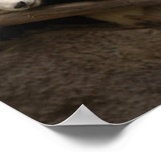 Giant Panda Bear Canvas Print Poster (Ecke)