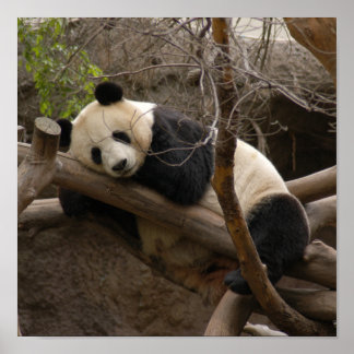Giant Panda Bear Canvas Print Poster
