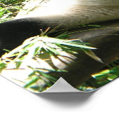 Giant Panda Bear Poster (Ecke)