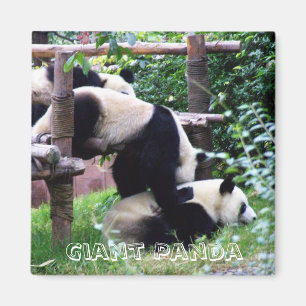 Giant Panda, China (Kühlschrankmagnet) Magnet