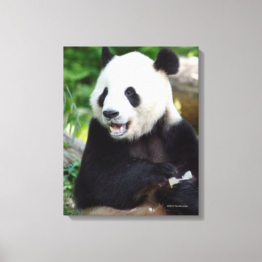 Giant Panda Eating Bamboo Leinwanddruck (Vorderseite)