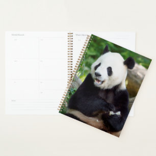 Giant Panda Eating Bamboo Planer