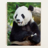 Giant Panda Eating Bamboo Planer (Vorderseite)