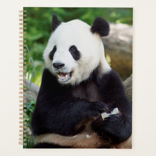 Giant Panda Eating Bamboo Planer (Vorderseite)