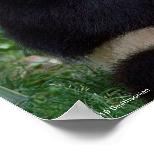 Giant Panda Eating Bamboo Poster (Ecke)
