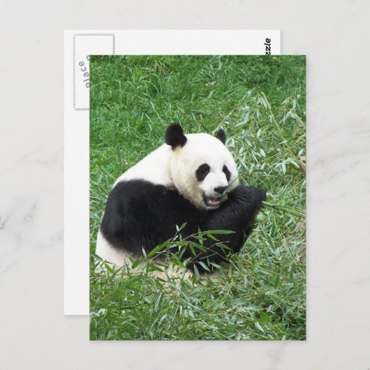 Giant Panda Eating Bamboo Postkarte (Vorne/Hinten)