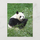 Giant Panda Eating Bamboo Postkarte (Vorderseite)