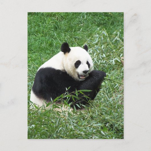 Giant Panda Eating Bamboo Postkarte (Vorderseite)