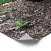 Giant Panda Foto Poster (Ecke)