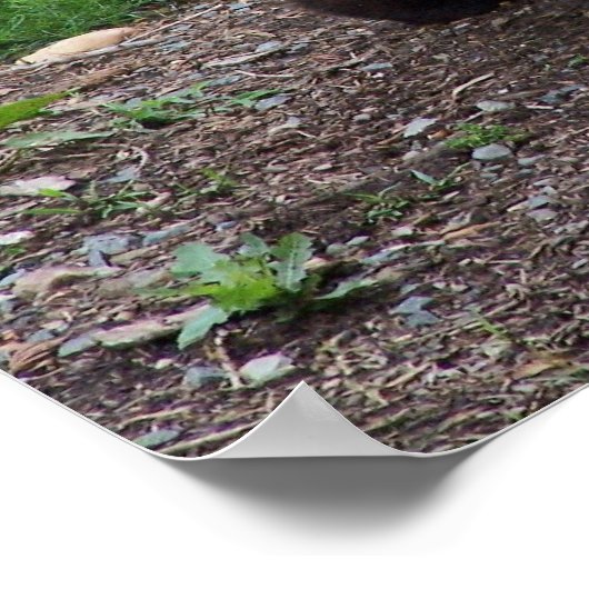 Giant Panda Foto Poster (Ecke)