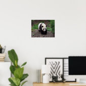 Giant Panda Foto Poster (Heimbüro)
