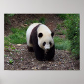 Giant Panda Foto Poster (Vorne)